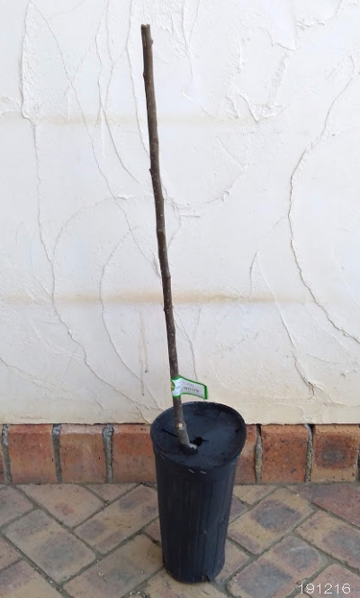 [26年2月中下旬予約]ナシ（梨）：甘ひびき5号ポット