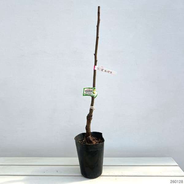 ナシ(梨):甘ひびき5号ポット