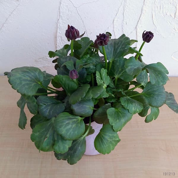 ラナンキュラス：アヤリッチ　トリトン3.5号ポット