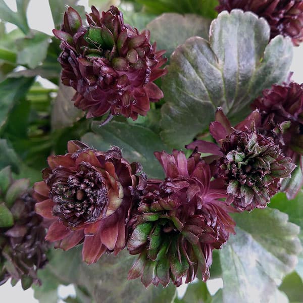 ラナンキュラス：アヤリッチ　トリトン3.5号ポット