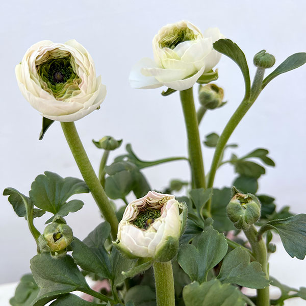 ラナンキュラス：アヤリッチ　ウピス4号ポット