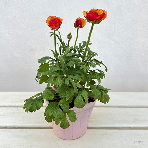 ラナンキュラス 園芸ネット本店｜ラナンキュラス：クレタの輝き4号ポット の通販【公式】