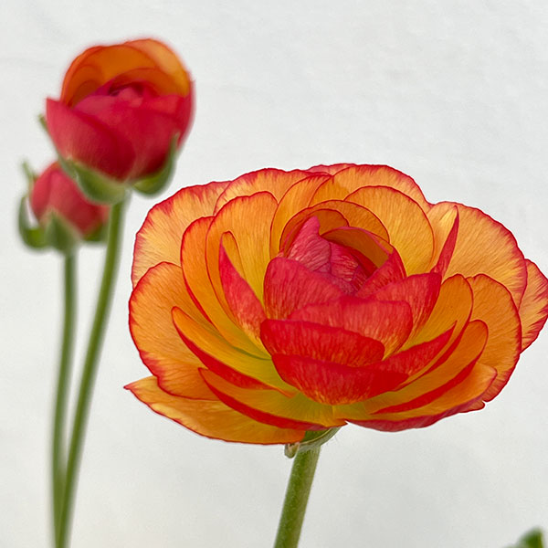 園芸ネット本店｜ラナンキュラス：クレタの輝き4号ポット の通販【公式】