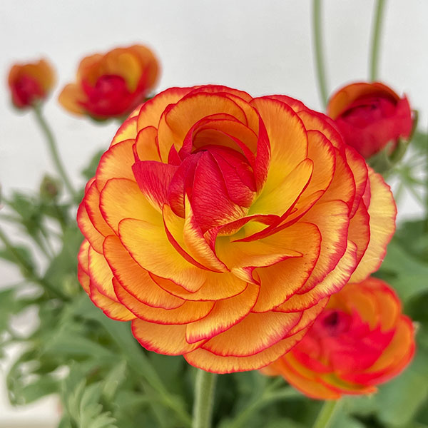 ラナンキュラス：クレタの輝き4号ポット