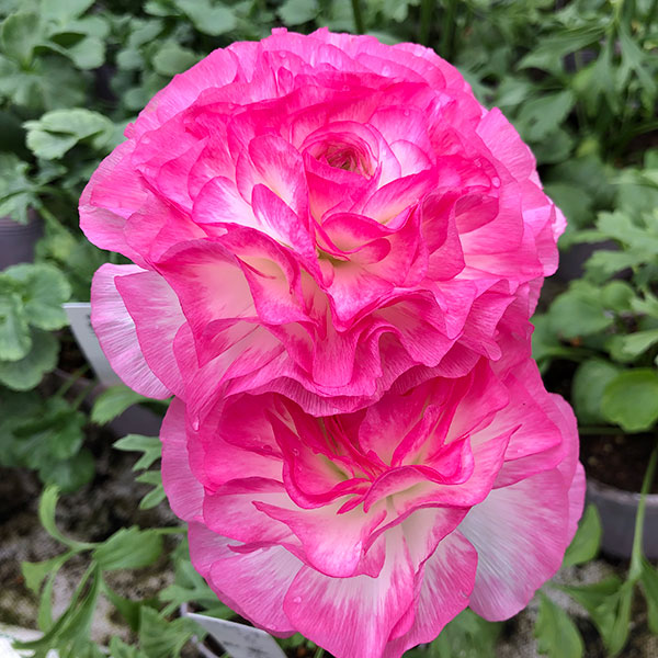 園芸ネット本店｜ラナンキュラス：アヤリッチ サロニカの虹6号鉢植え