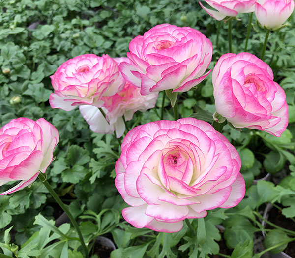 園芸ネット本店｜ラナンキュラス：アヤリッチ サロニカの虹6号鉢植え