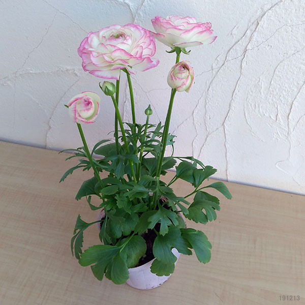 園芸ネット本店｜ラナンキュラス：アヤリッチ サロニカの虹6号鉢植え