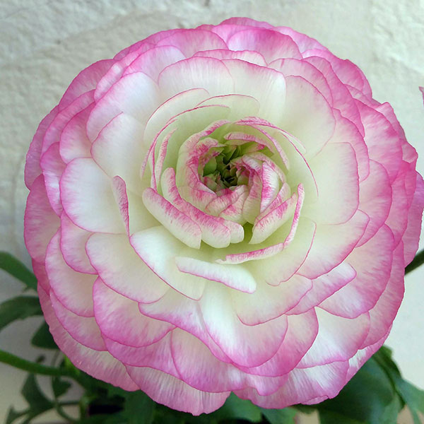 ラナンキュラス:アヤリッチ サロニカの虹6号鉢植え