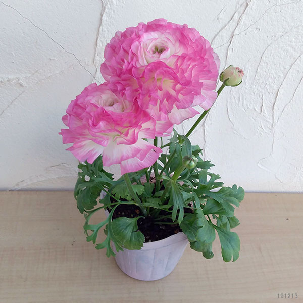 園芸ネット本店｜ラナンキュラス：アヤリッチ サロニカの虹6号鉢植え