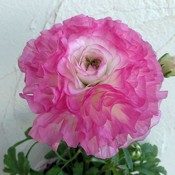 園芸ネット本店｜ラナンキュラス：アヤリッチ サロニカの虹6号鉢植え