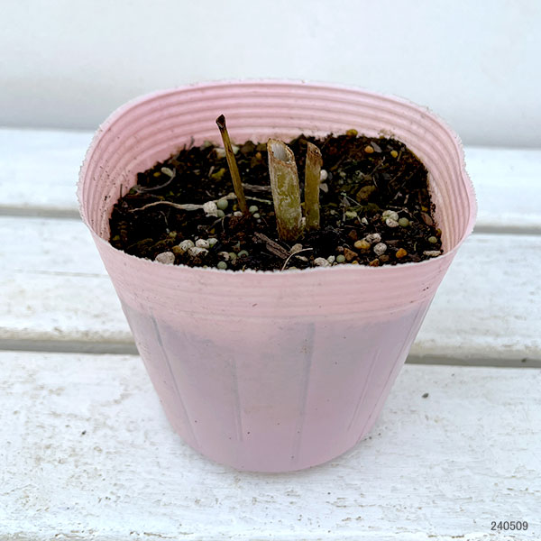 [送料無料]ラナンキュラス：ラックス　サティロス3.5-4号ポット 6株セット*