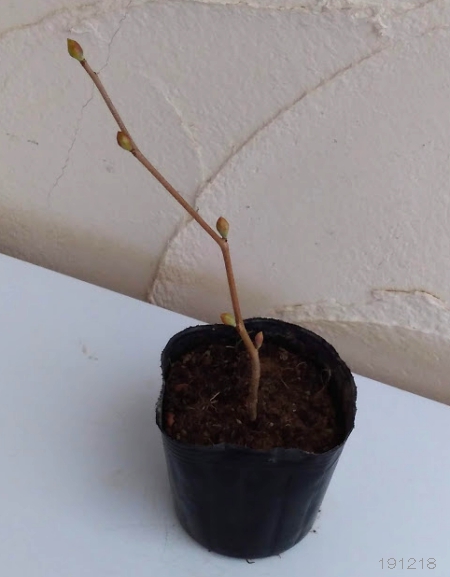 トサミズキ（土佐みずき）3.5号ポット