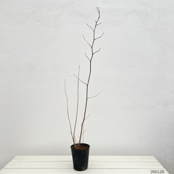 トサミズキ（土佐みずき）3.5号ポット