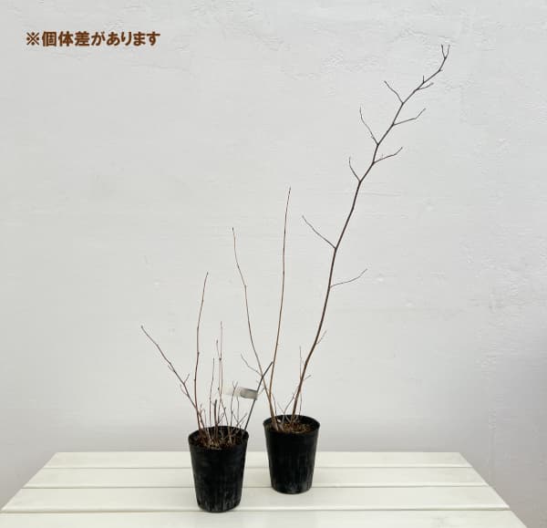 トサミズキ（土佐みずき）3.5号ポット