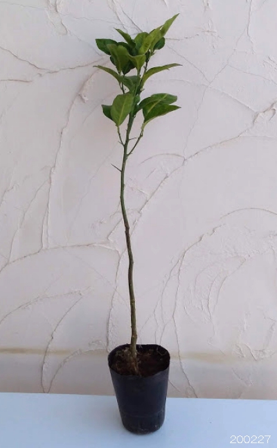 ブラッドオレンジ：タロッコ4-5号ポット