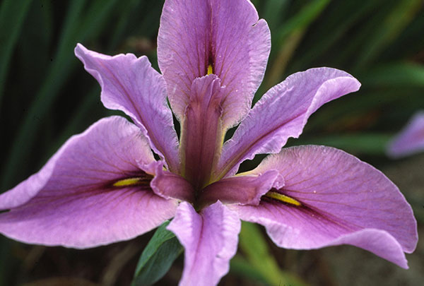 ルイジアナアイリス：ブライスレイ3号ポット