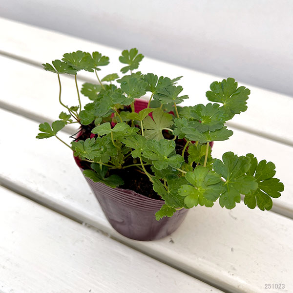ゲラニウム:カルミナ3.5号ポット
