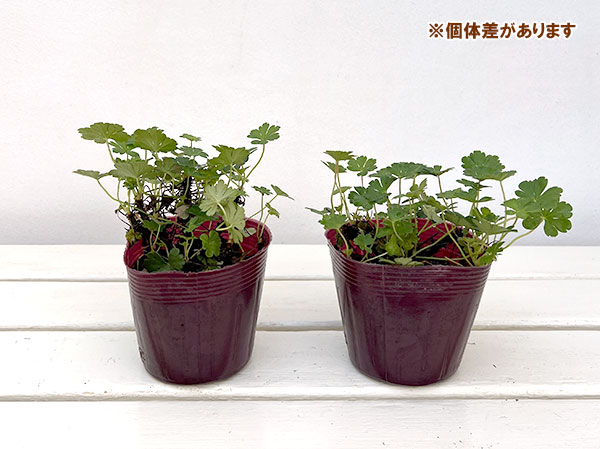 ゲラニウム:カルミナ3.5号ポット