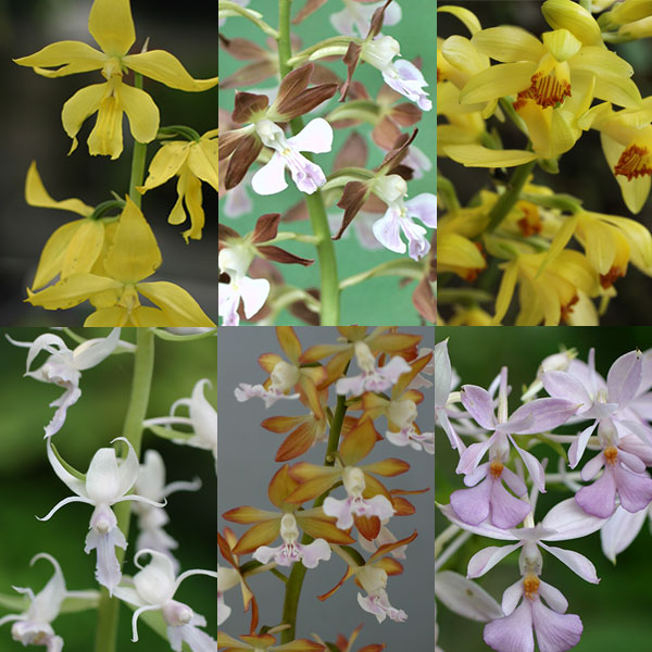 [送料無料]春・夏咲きエビネ5種セット・草の友3リットル付