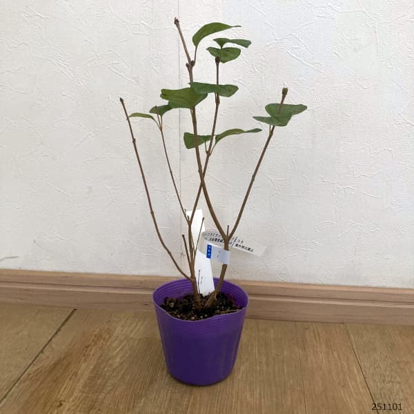 ライラック(ドワーフ・小型):フラワーフェスティバル パープル3.5号ポット