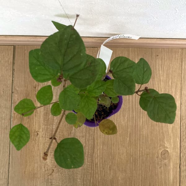 ライラック(ドワーフ・小型):フラワーフェスティバル パープル3.5号ポット