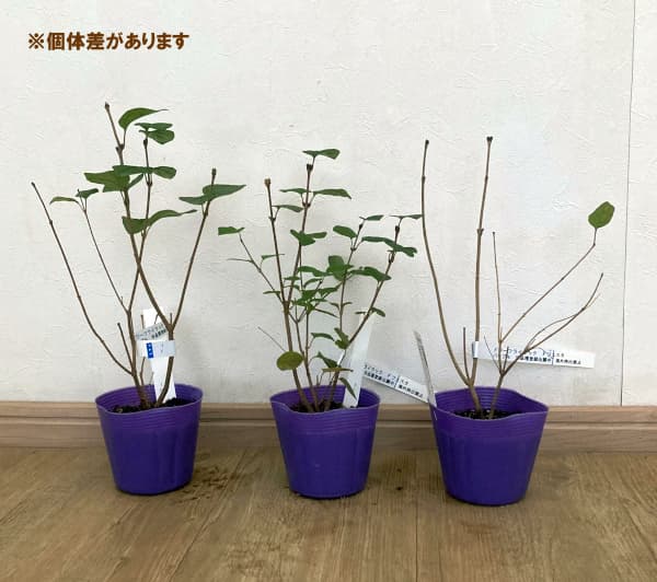 ライラック(ドワーフ・小型):フラワーフェスティバル パープル3.5号ポット