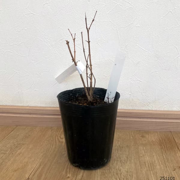 ライラック(ドワーフ・小型):フラワーフェスティバル ホワイト3.5号ポット