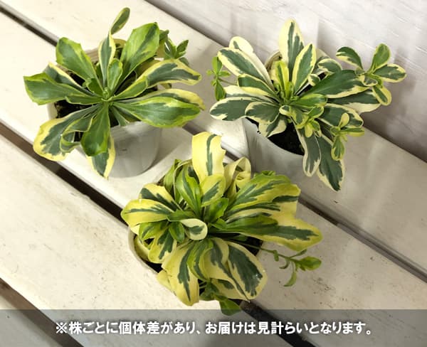 アラビス:オールドゴールド2.5-3号ポット