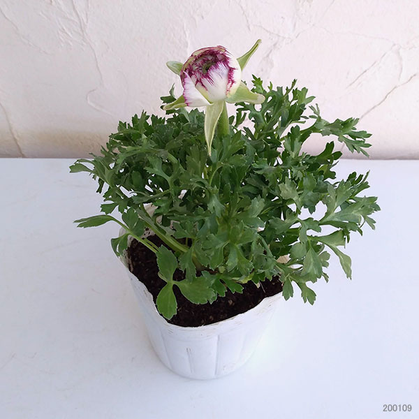 ラナンキュラス:マシェ・バイカラーミックス(ピンク系)3.5号ポット