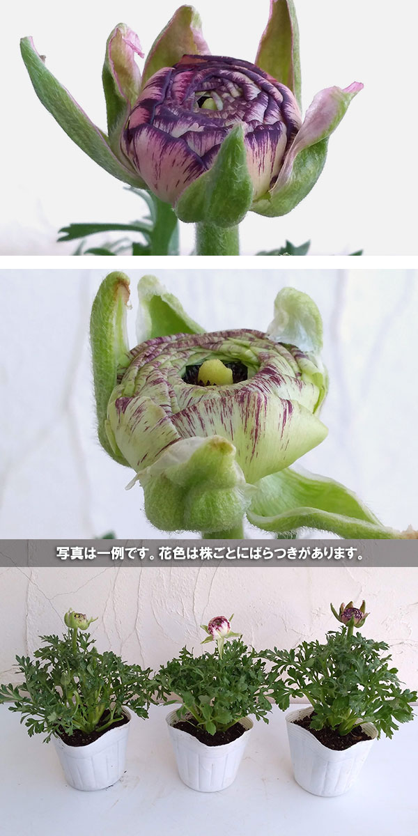 ラナンキュラス:マシェ・バイカラーミックス(ピンク系)3.5号ポット