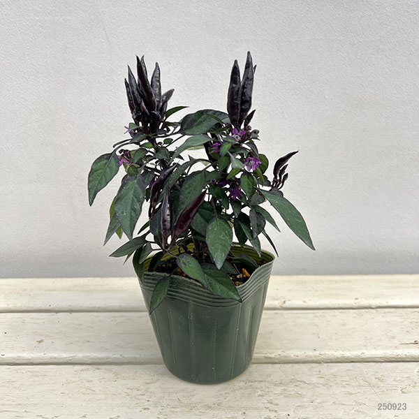 園芸ネット本店｜[送料無料]トウガラシ：悪魔の爪3.5号ポット 12株