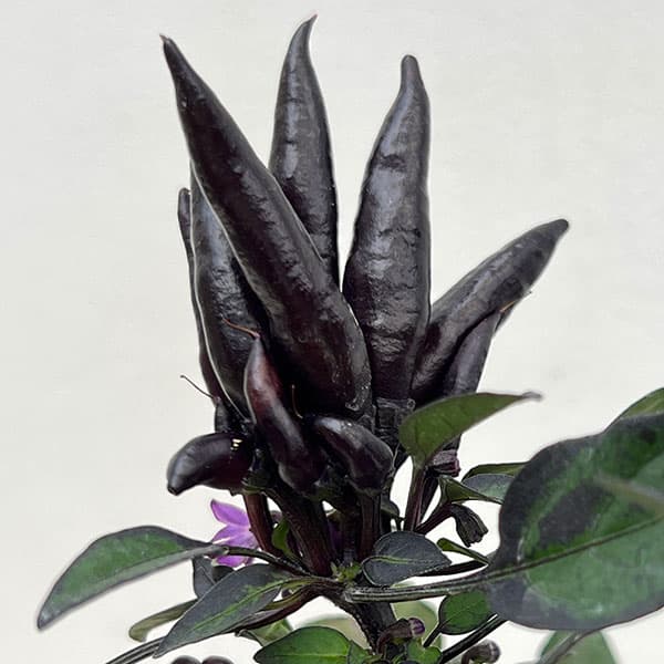 アオトウガラシ 　　F232 園芸ネット本店｜トウガラシ：悪魔の爪3.5号ポット の通販【公式】