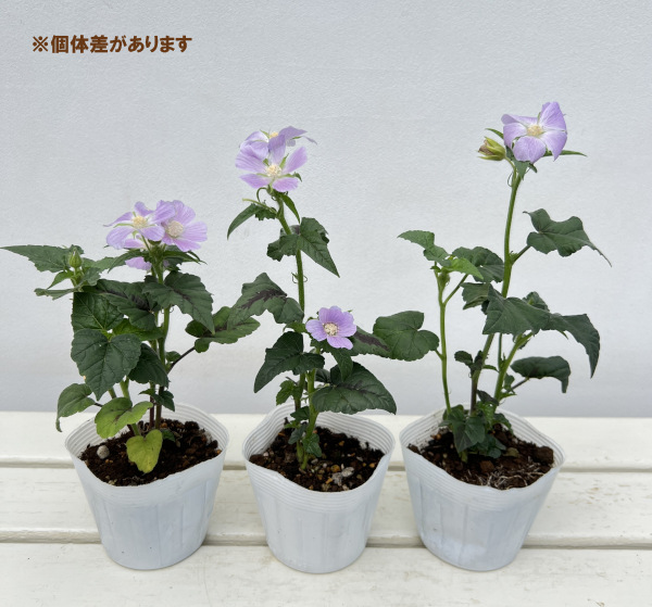 アノダ：キャンディ カップ3～3.5号ポット