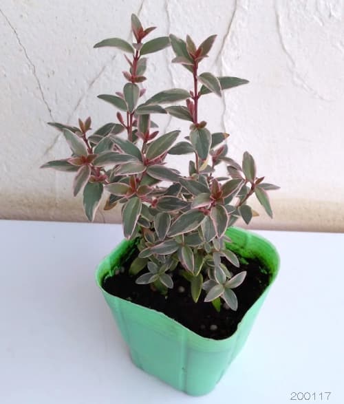 チリグアバ(ウグニ モリナエ)斑入り3号ポット