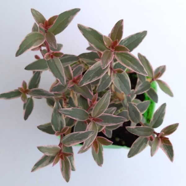 チリグアバ(ウグニ モリナエ)斑入り3号ポット