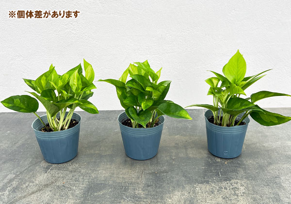 ポトス:グローバルグリーン3号ポット