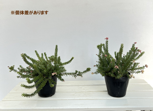 グレビレア:ラニゲラ5号鉢植え