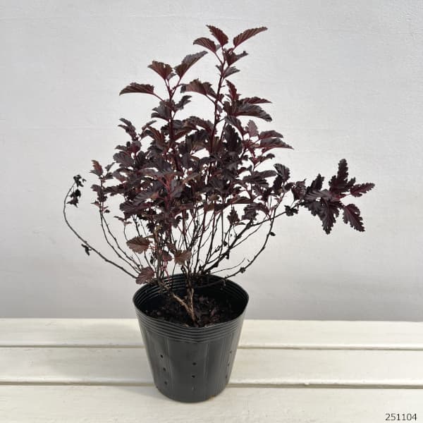 テマリシモツケ:オールブラック5号ポット