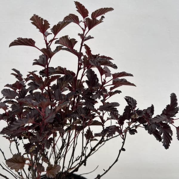 テマリシモツケ:オールブラック5号ポット