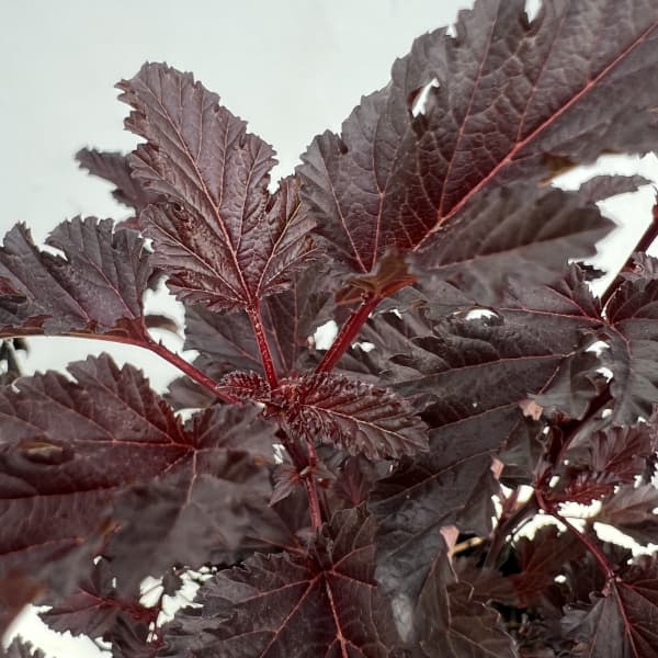 テマリシモツケ:オールブラック5号ポット