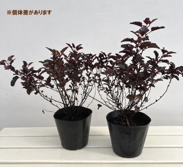 テマリシモツケ:オールブラック5号ポット