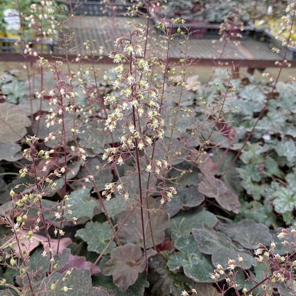 ヒューケラ:モカ3.5号ポット