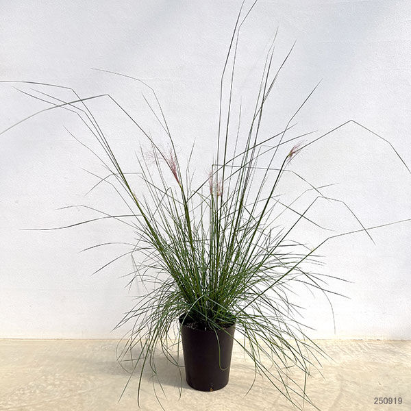 ミューレンベルギア：カピラリス6号ポット[11月頃開花　秋の赤い花穂が印象的なガーデングラス]