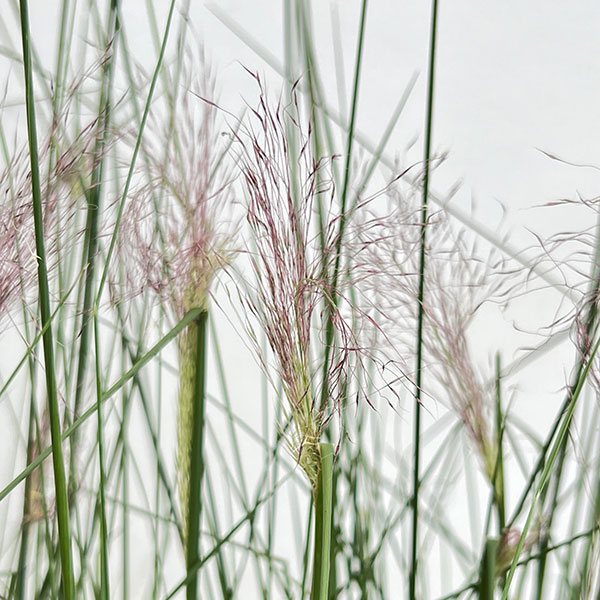 ミューレンベルギア：カピラリス6号ポット[11月頃開花　秋の赤い花穂が印象的なガーデングラス]