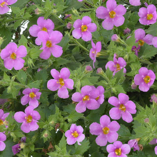 バコパ（ステラ）：スコーピア　ガリバーピンク3号ポット