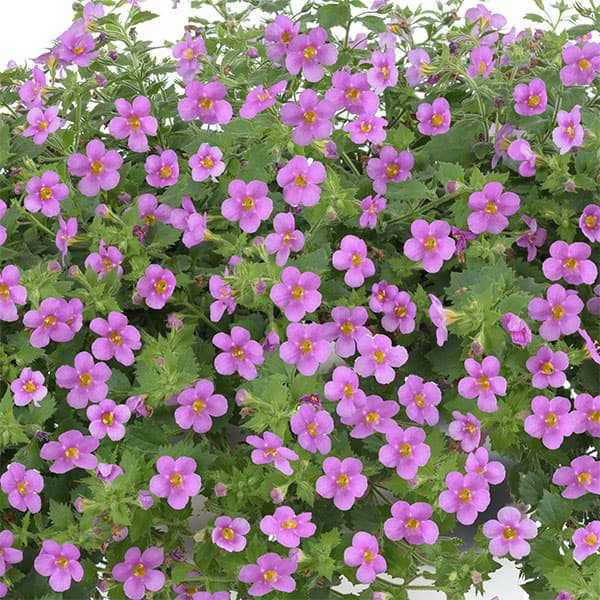 バコパ（ステラ）：スコーピア　ガリバーピンク3号ポット