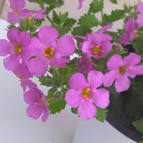 バコパ（ステラ）：スコーピア　ガリバーピンク3号ポット