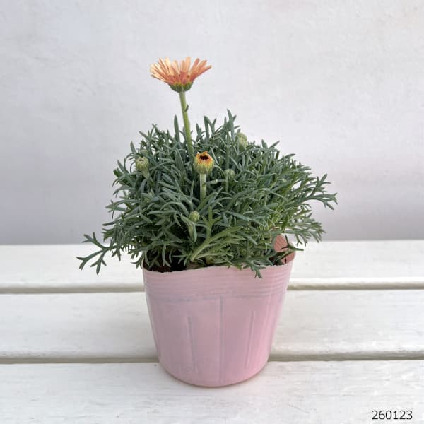 ローダンセマム：ムーン3.5号ポット