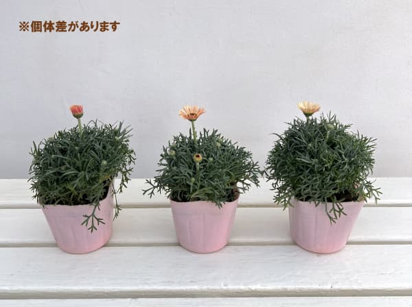 ローダンセマム：ムーン3.5号ポット