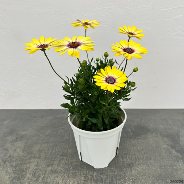 オステオスペルマム:ブルーアイビューティ5号鉢植え